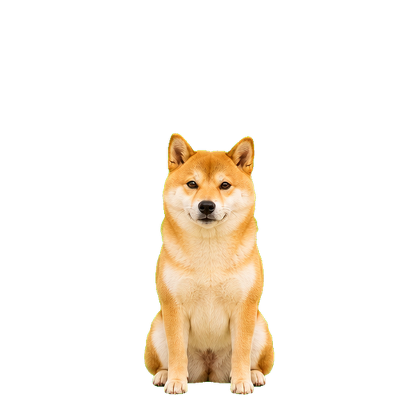 碼碼柴犬 · 真實陪伴版
