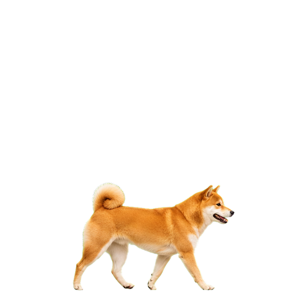 柴犬在桌面走動